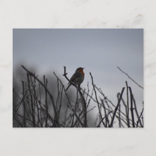 Carte Postale Rouge-gorge