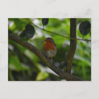 Carte Postale Rouge-gorge 