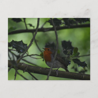 Carte Postale Rouge-gorge 