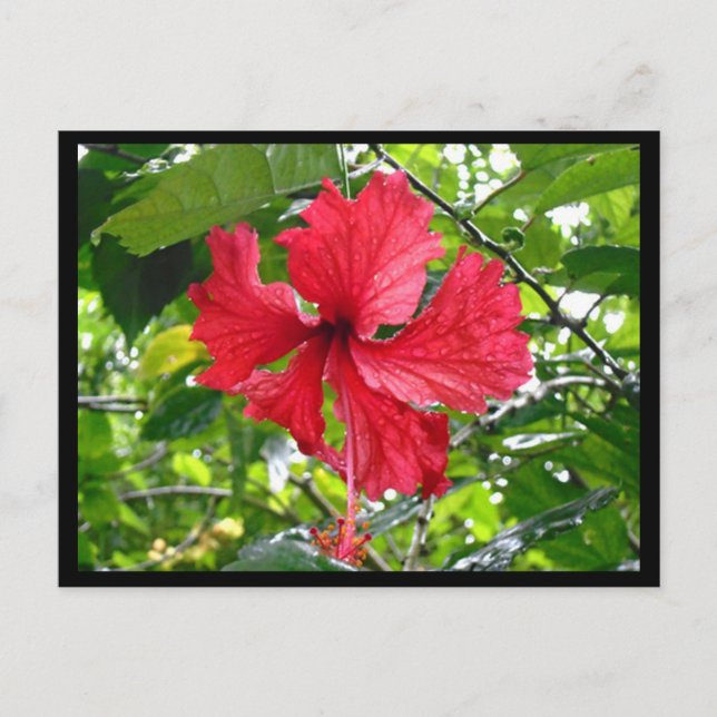 Carte postale Rouge Hibiscus Flower (Devant)