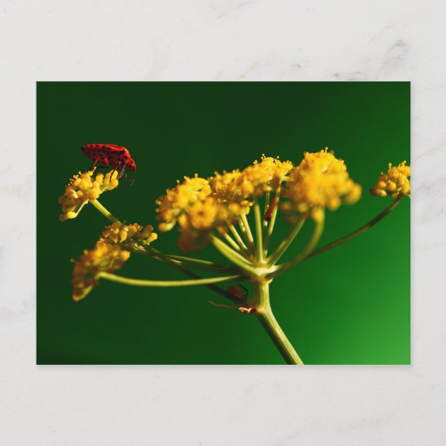 Carte Postale Rouge - Jaune - Vert (Devant)