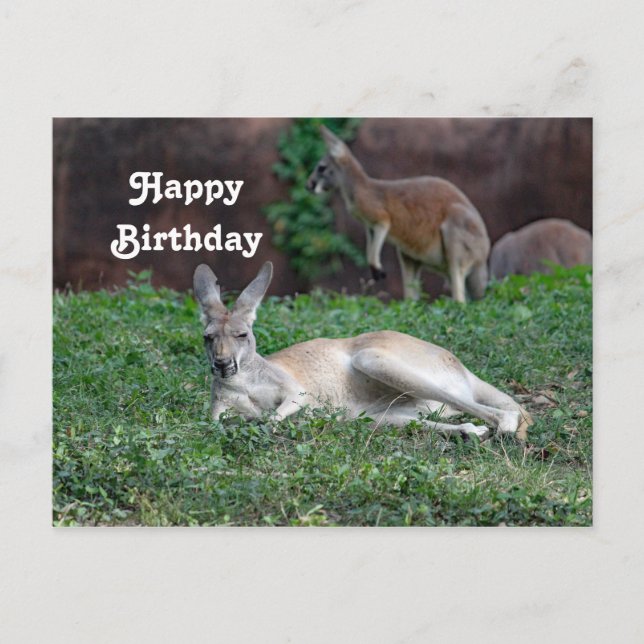 Carte postale rouge Kangaroo 6950 Anniversaire (Devant)