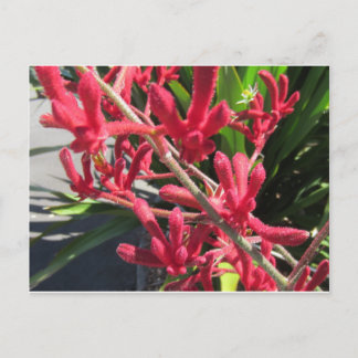 Carte Postale Rouge Kangaroo Paw