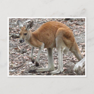 Carte Postale rouge kangourou