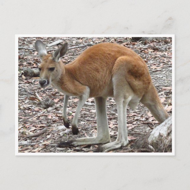 Carte Postale rouge kangourou (Devant)