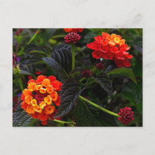 Carte postale rouge orange Lantana #1