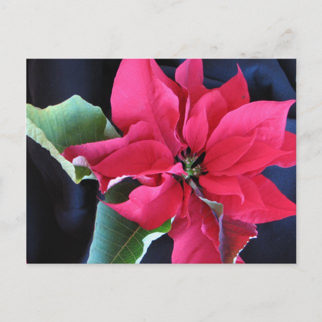 Carte postale Rouge Poinsettia (Devant)