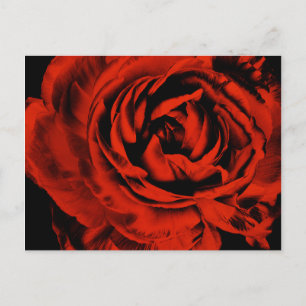 Carte Postale Rouge Ranunculus Fleur Closeup Coloré Floral