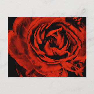 Carte Postale Rouge Ranunculus Fleur Closeup Coloré Floral