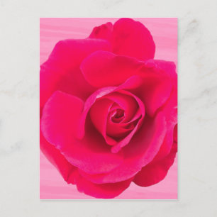 Carte Postale Rouge romantique Rose rose v2