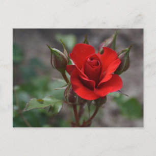 Carte Postale Rouge Rose Bud