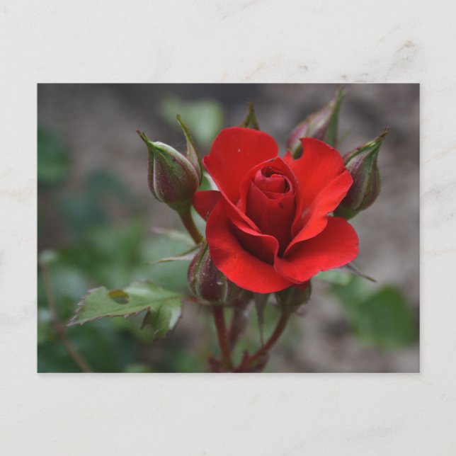Carte Postale Rouge Rose Bud (Devant)