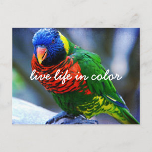 Carte Postale Rouge Vert Bleu Lorikeet Oiseau Vivre La Vie En Co