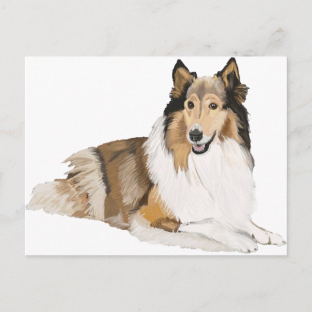 Carte Postale Rough Collie (Devant)