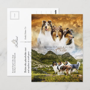 Carte Postale Rough Collies Portrait & Sheep Herding + Devis -