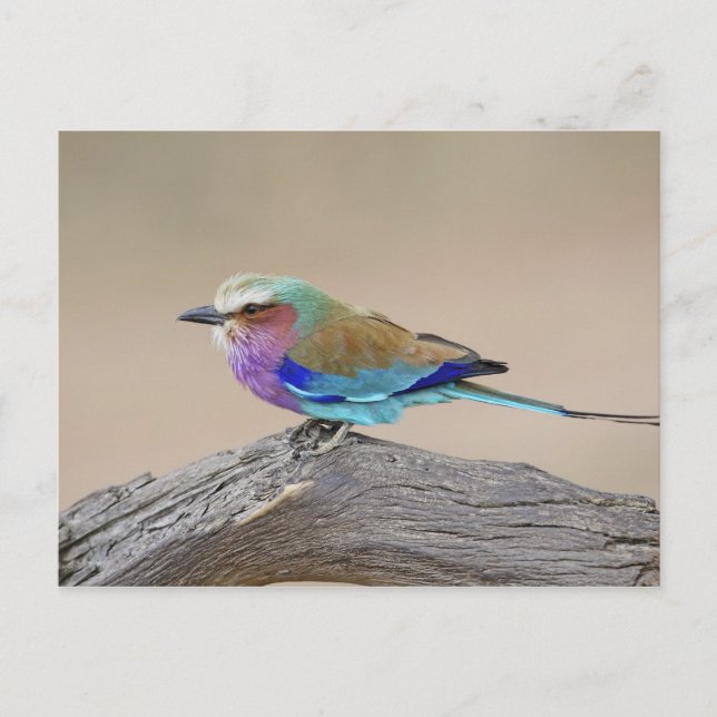 Carte Postale Rouleau de Lilas-breasted (caudata de Coracias) (Devant)