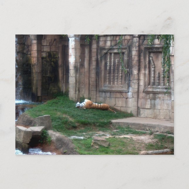 Carte Postale Rouleau de tigre (Devant)