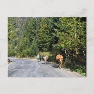Carte Postale Roumanie, Moldavie, marcher les vaches