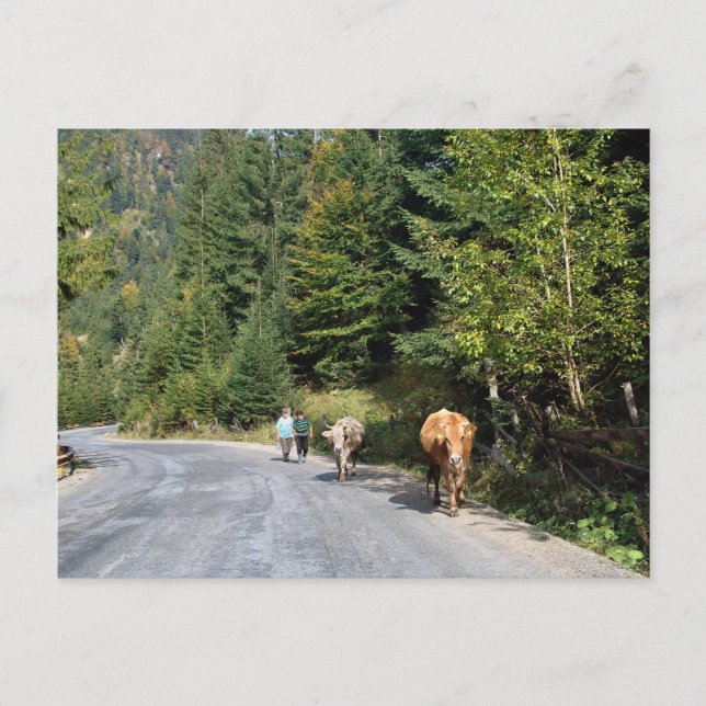 Carte Postale Roumanie, Moldavie, marcher les vaches (Devant)