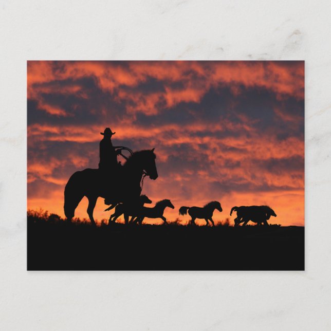 Carte Postale Roundup de Cowboy et Wild Horses (Devant)