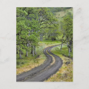 Carte Postale Route de campagne à travers les arbres, Oregon
