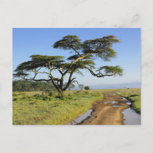 Carte Postale Route de terre primitive et acacia, lac Nakuru