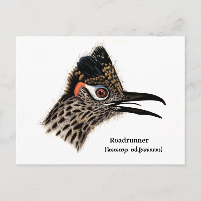 Carte Postale Routeur (Geococcyx californianus) (Devant)