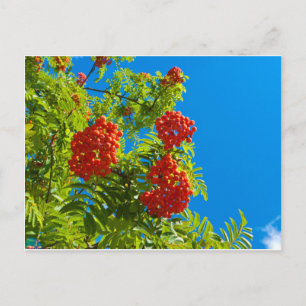 Carte Postale Rowan avec baies rouges