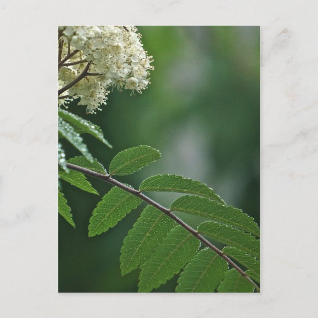 Carte postale Rowan Blossom (Devant)