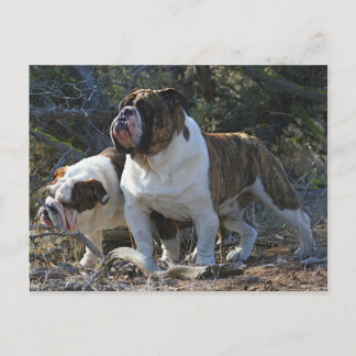 Carte postale Royal Bulldogs