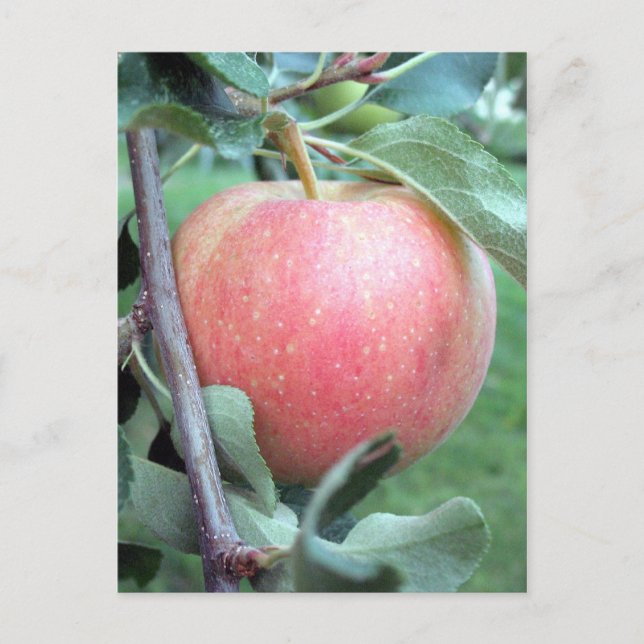 Carte Postale Royal Gala Apple (Devant)