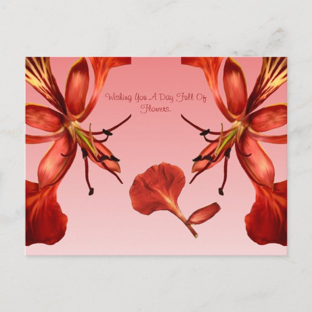 Carte postale Royal Poinciana (Devant)