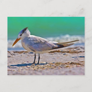 Carte postale Royal Tern Bird