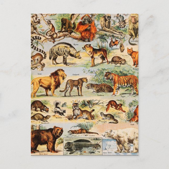 Carte Postale Royaume des mammifères (Devant)