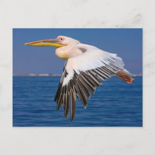 Carte Postale Roza Pelikan