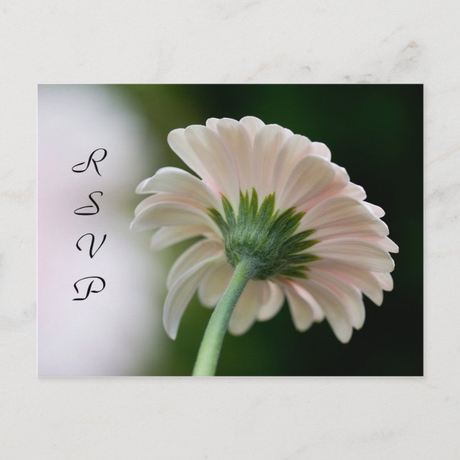 Carte postale RSVP (Devant)