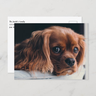 Carte Postale Ruby Cavalier King Charles Spaniel Chien Chien Chi