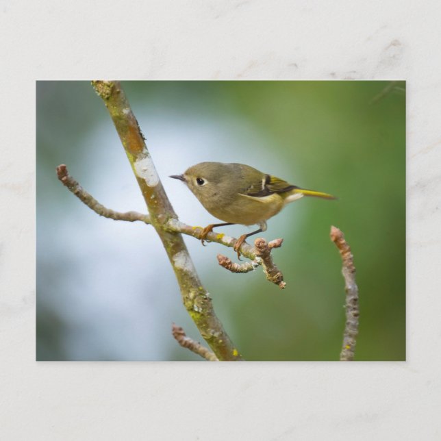 Carte Postale Ruby Crowned Kinglet (Devant)