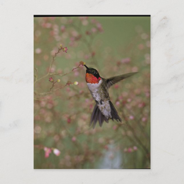 Carte Postale Ruby Throated Humming Bird (Devant)