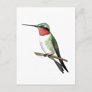 Carte Postale Ruby-throated Hummingbird