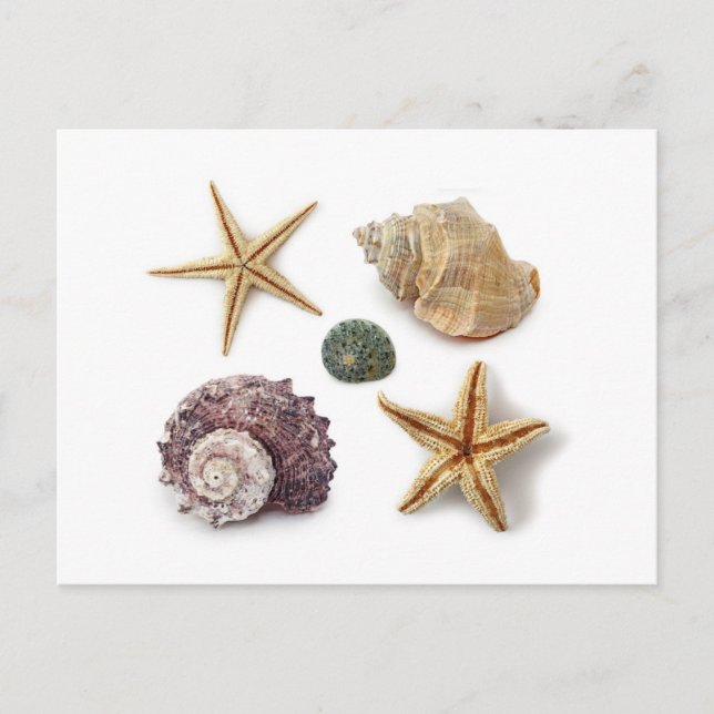Carte Postale ruc coastal beach chic seashell starfish (Devant)