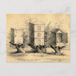Carte Postale ruche apicole vintage