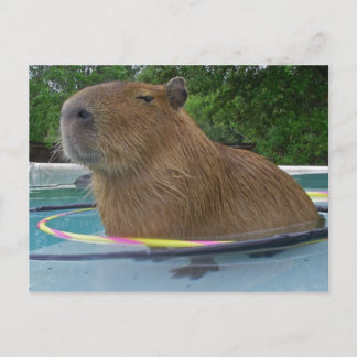 Carte Postale Ruche Caplin avec Hoola Hoops