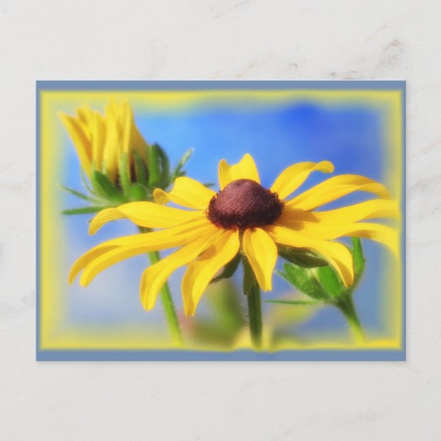 Carte Postale Rudbeckia Blues - Vignette (Devant)