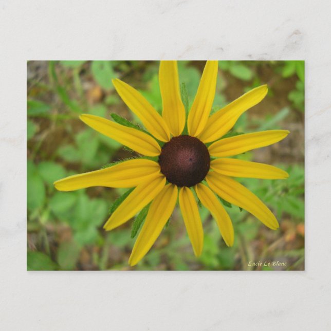 Carte Postale Rudbeckie hérissée (Devant)
