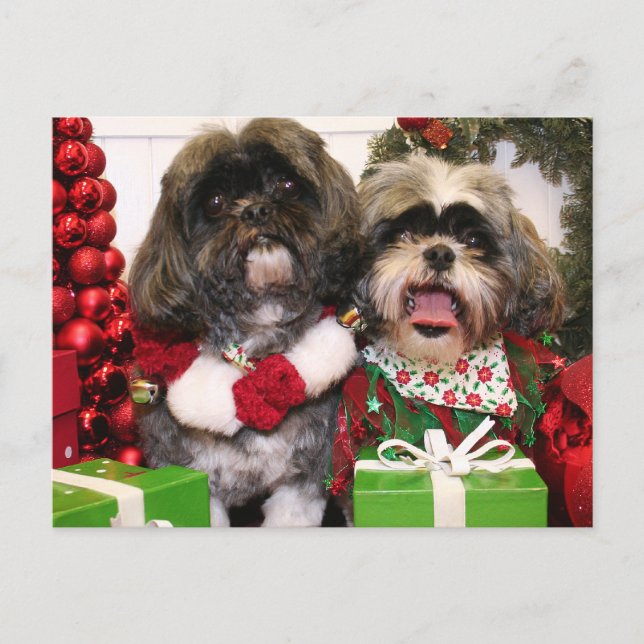 Carte Postale Ruffles et Riley - Shih Tzu - Miller (Devant)