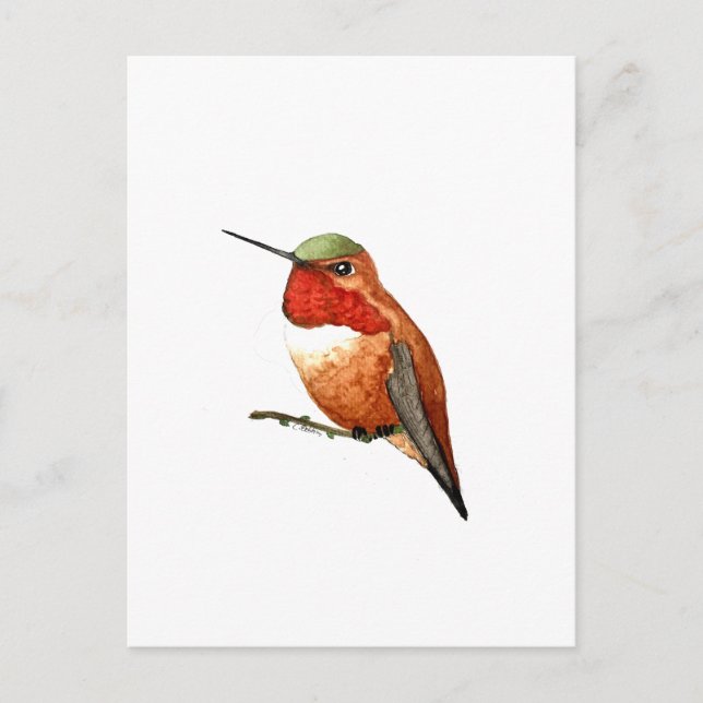 Carte Postale Rufous Hummingbird (Devant)