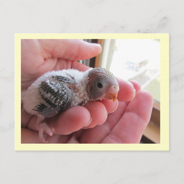 Carte Postale Rufus À 16 Jours (Devant)