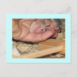 Carte Postale Rufus À Un Très Jeune Âge