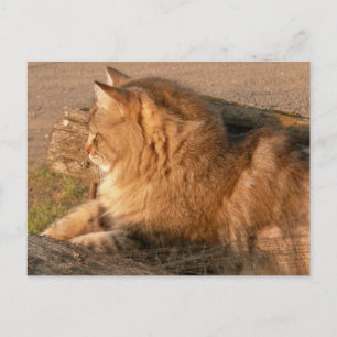 Carte Postale Rum Tum Tiggle